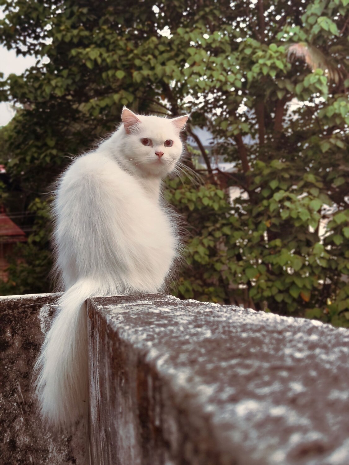 It's Bella Chao time.