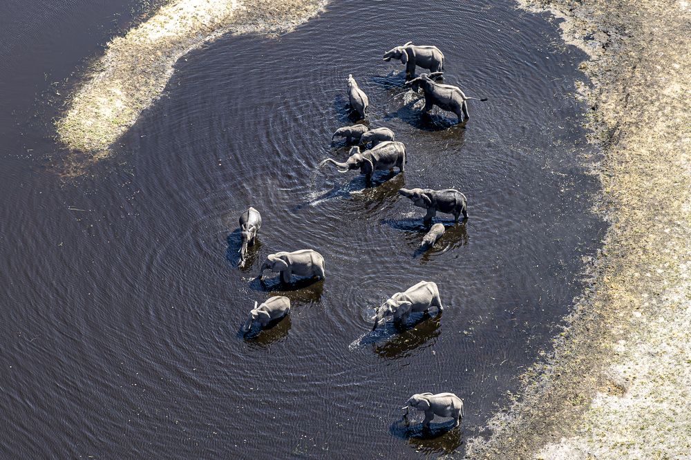 Elephant Pool