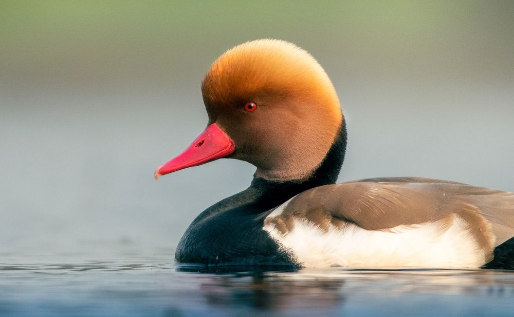 Photograph by Amrit Raj Sarkar