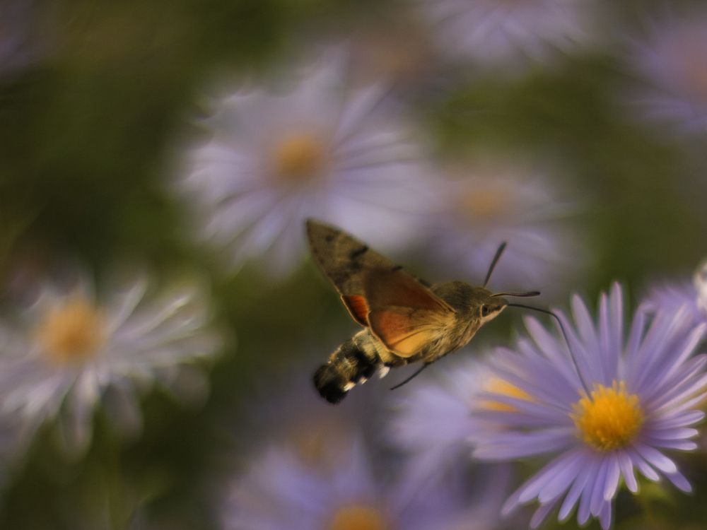 Photograph by Татьяна Ломоносова