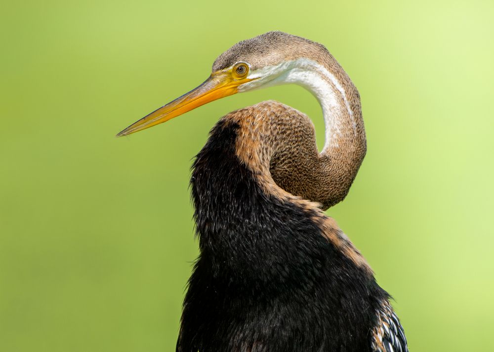 Photograph by Amrit Raj Sarkar