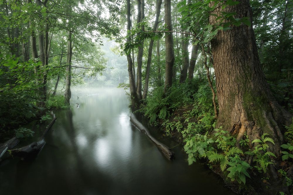 Васильевский ручей