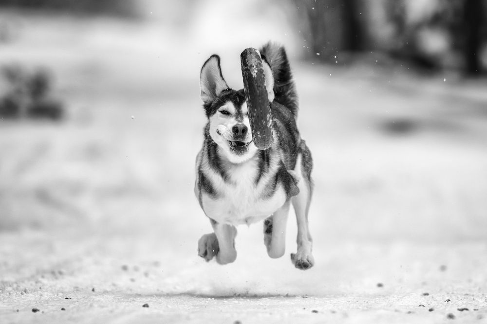 Photograph by Зубкова Юлия