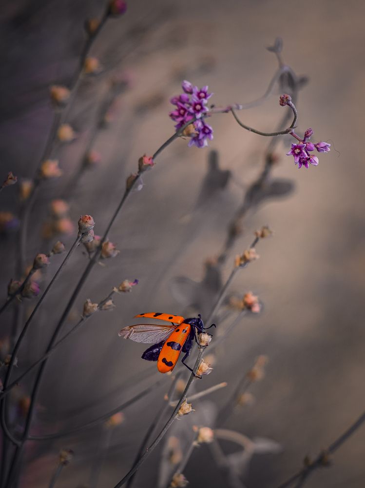 Photograph by Татьяна Ломоносова