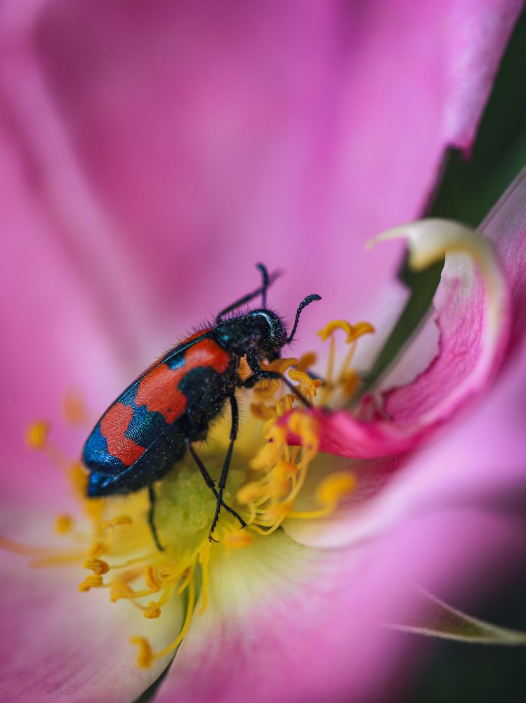 Photograph by Татьяна Ломоносова