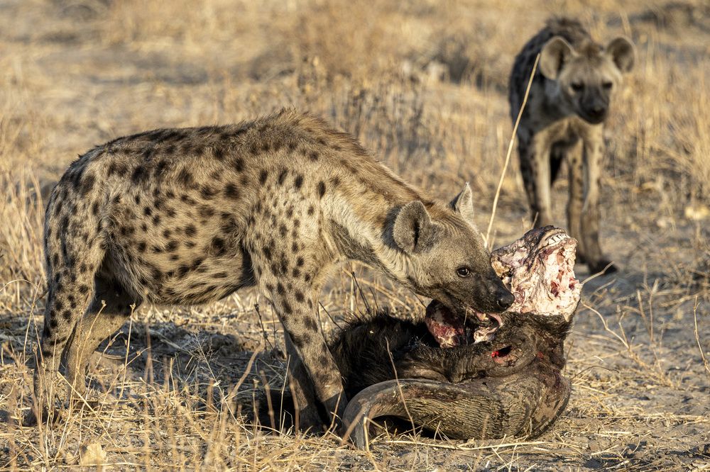 The steal of the head