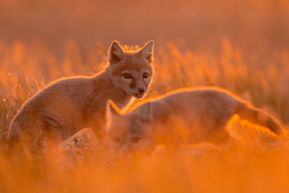 Фотография автора Яков Осканов