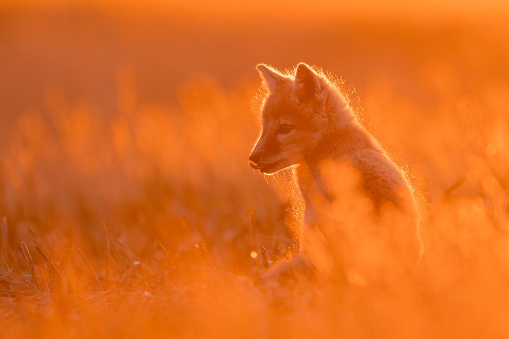 Фотография автора Яков Осканов
