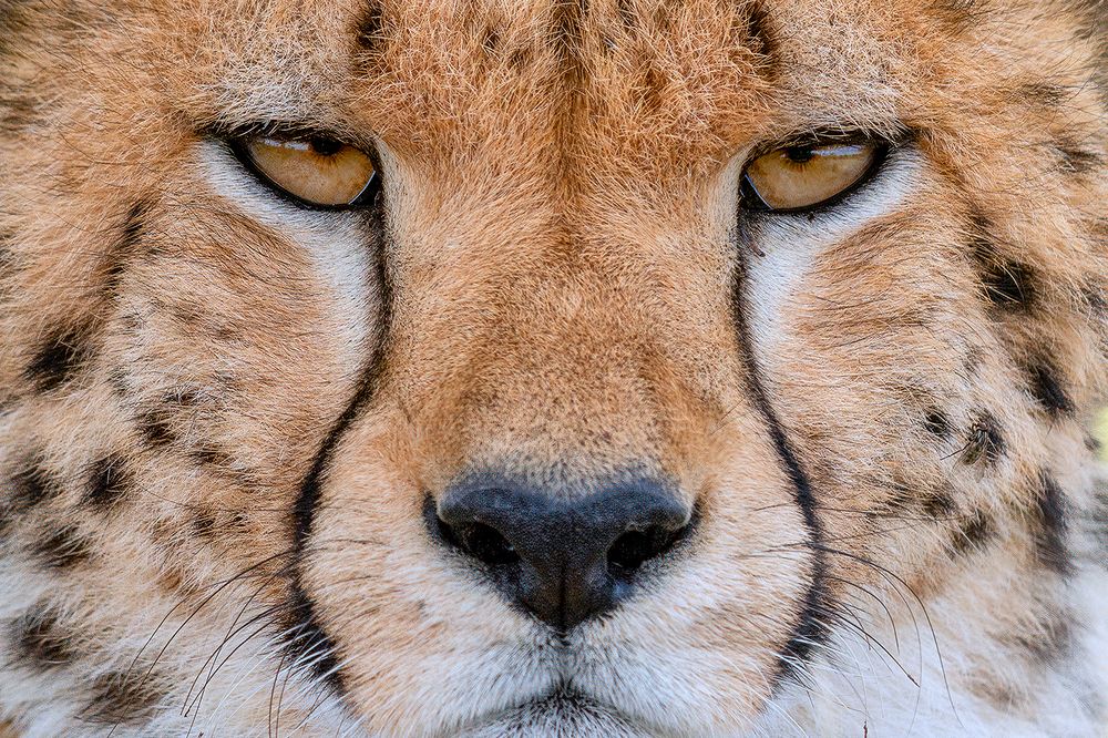 Photograph by Karthick Sridharan