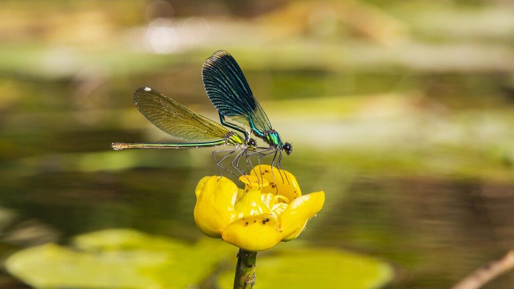 Брачные игры стрекоз
