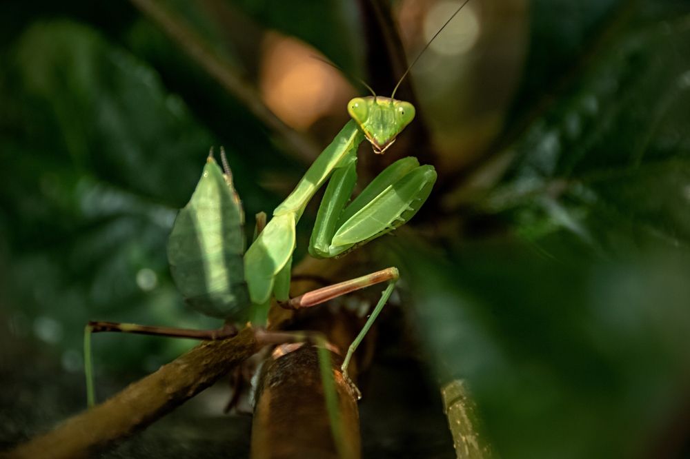 Photograph by lev ostanin