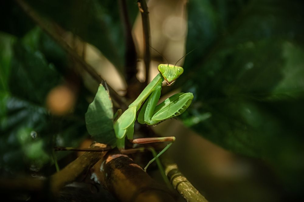 Photograph by lev ostanin