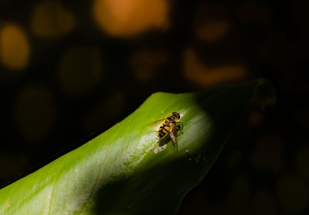 Photograph by HIRA SINGH