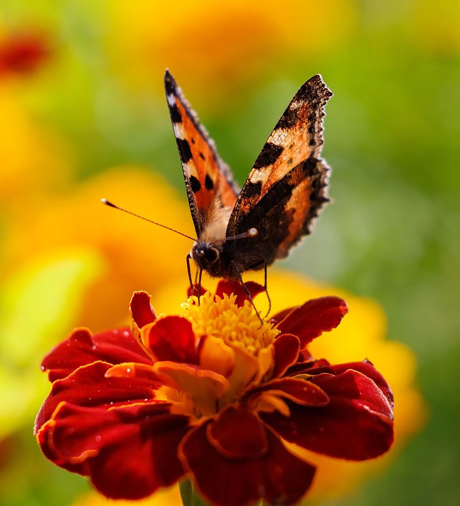 Photograph by Ольга Чибисова