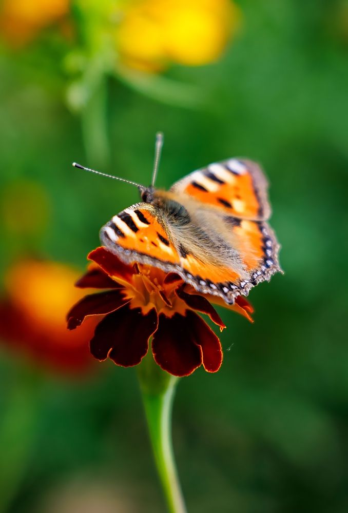 Photograph by Ольга Чибисова