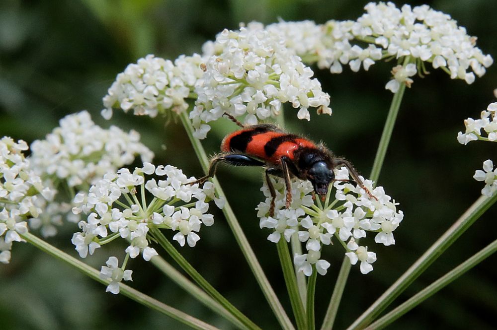 Фотография автора Николай Семенец
