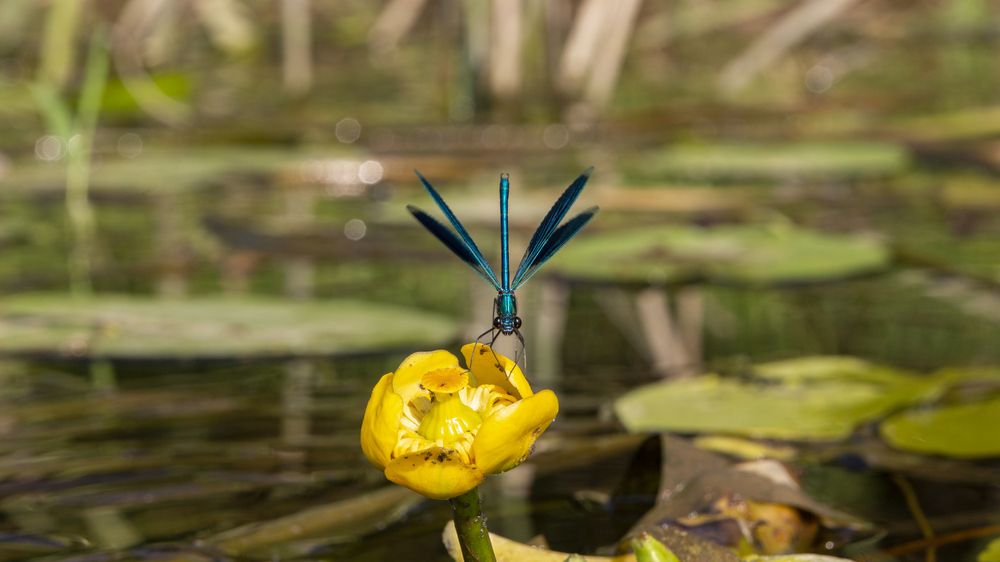 Разрешение на съемку имеется?