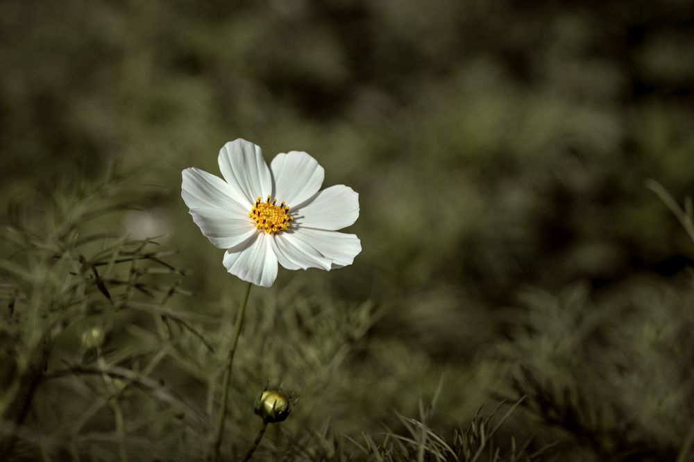 Photograph by Lyudmila