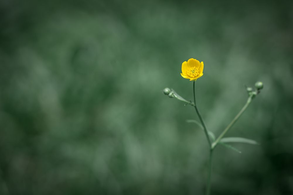 Photograph by Lyudmila