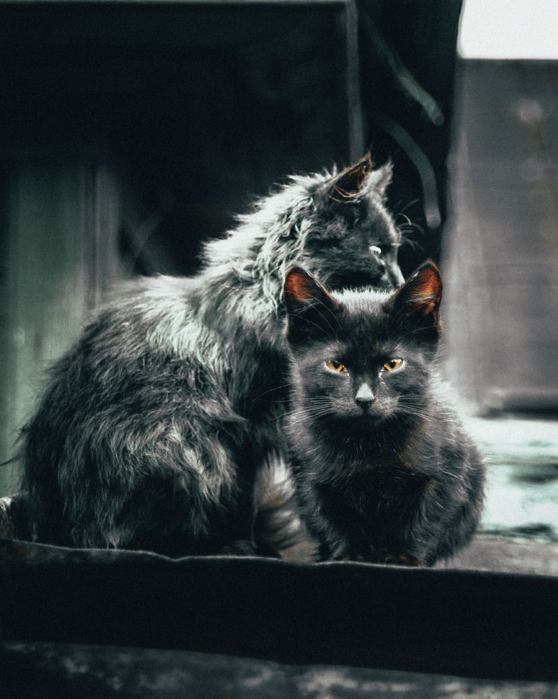 Фотография автора STANISLAW KARNACKY