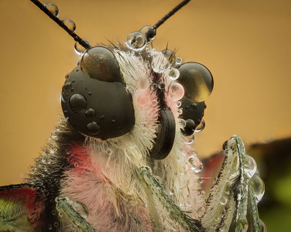 Портрет зеленоточечного графиума