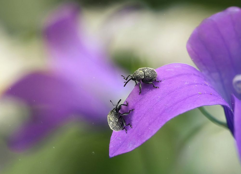 Привет, сосед!