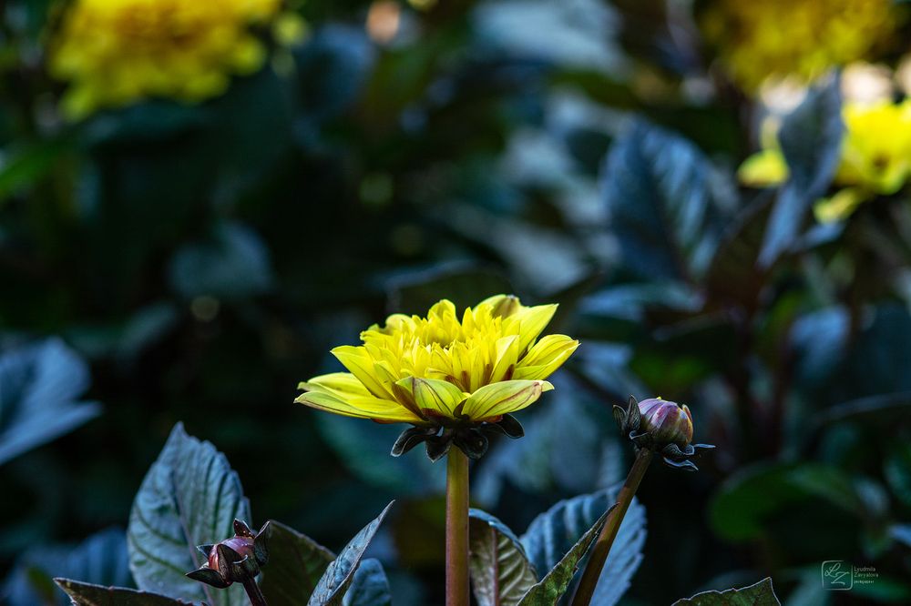 Photograph by Lyudmila