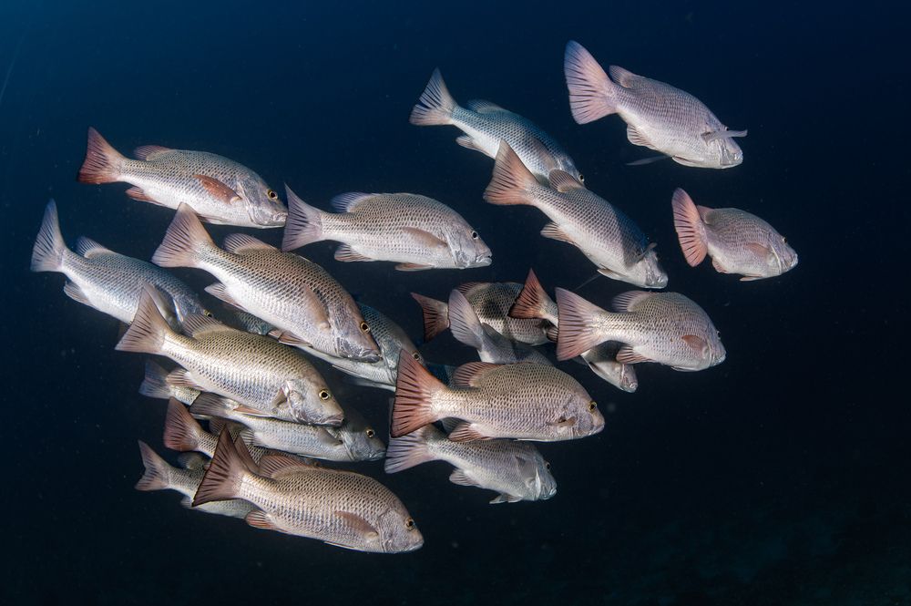 Photograph by Andrea Zicoschi