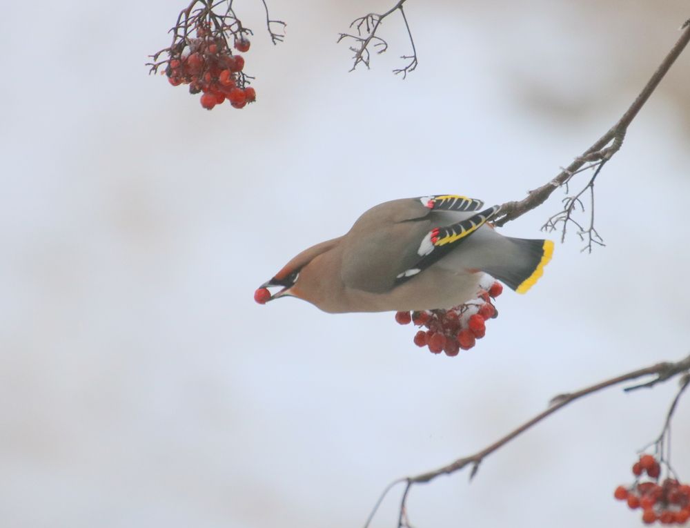 Photograph by Евгения Малафеева
