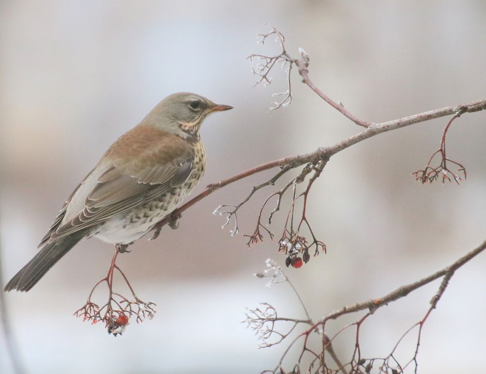 Photograph by Евгения Малафеева