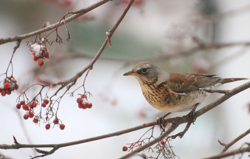 Photograph by Евгения Малафеева