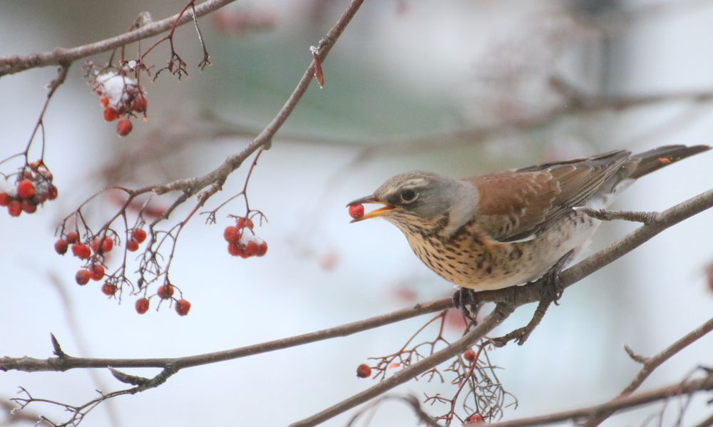 Photograph by Евгения Малафеева