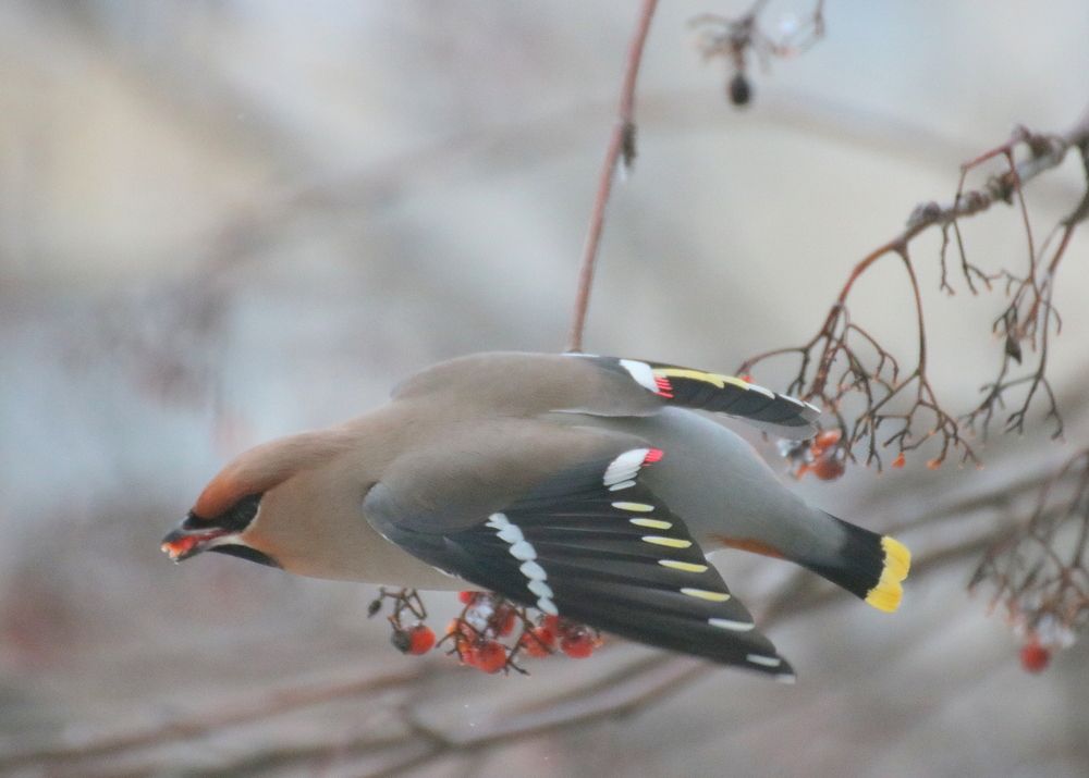 Photograph by Евгения Малафеева