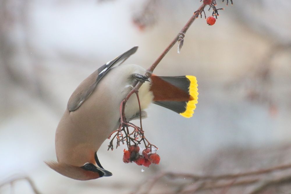 Photograph by Евгения Малафеева