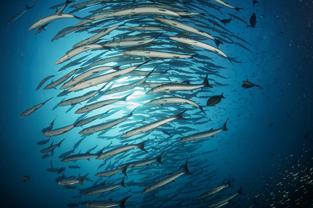 Photograph by Andrea Zicoschi