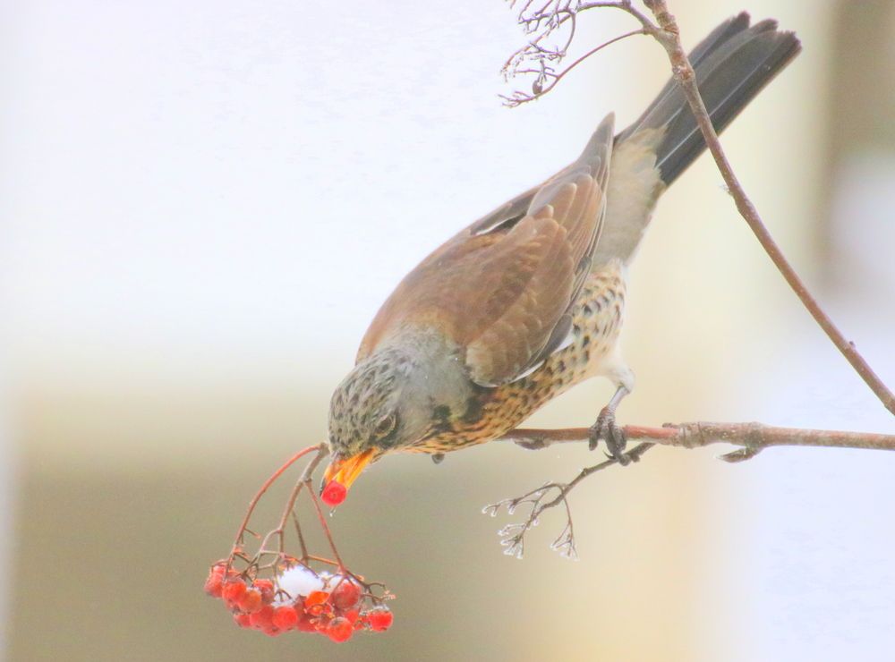 Photograph by Евгения Малафеева