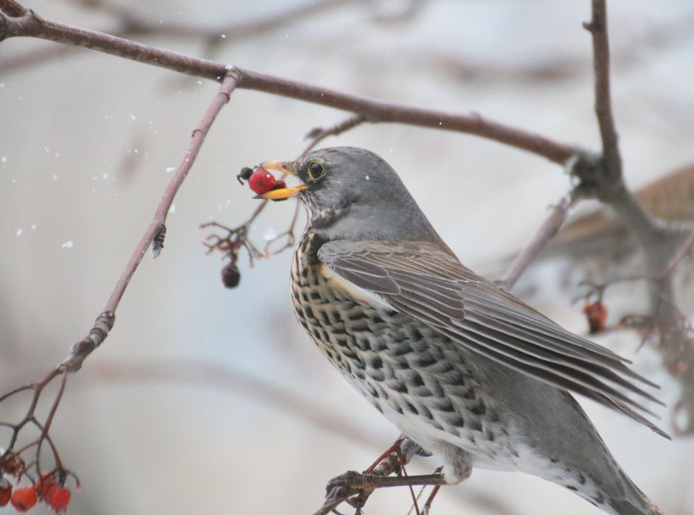 Photograph by Евгения Малафеева