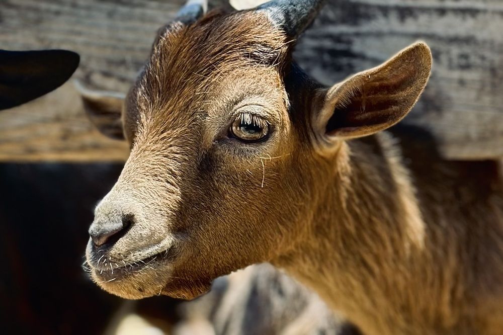 Photograph by Евгения Казакова