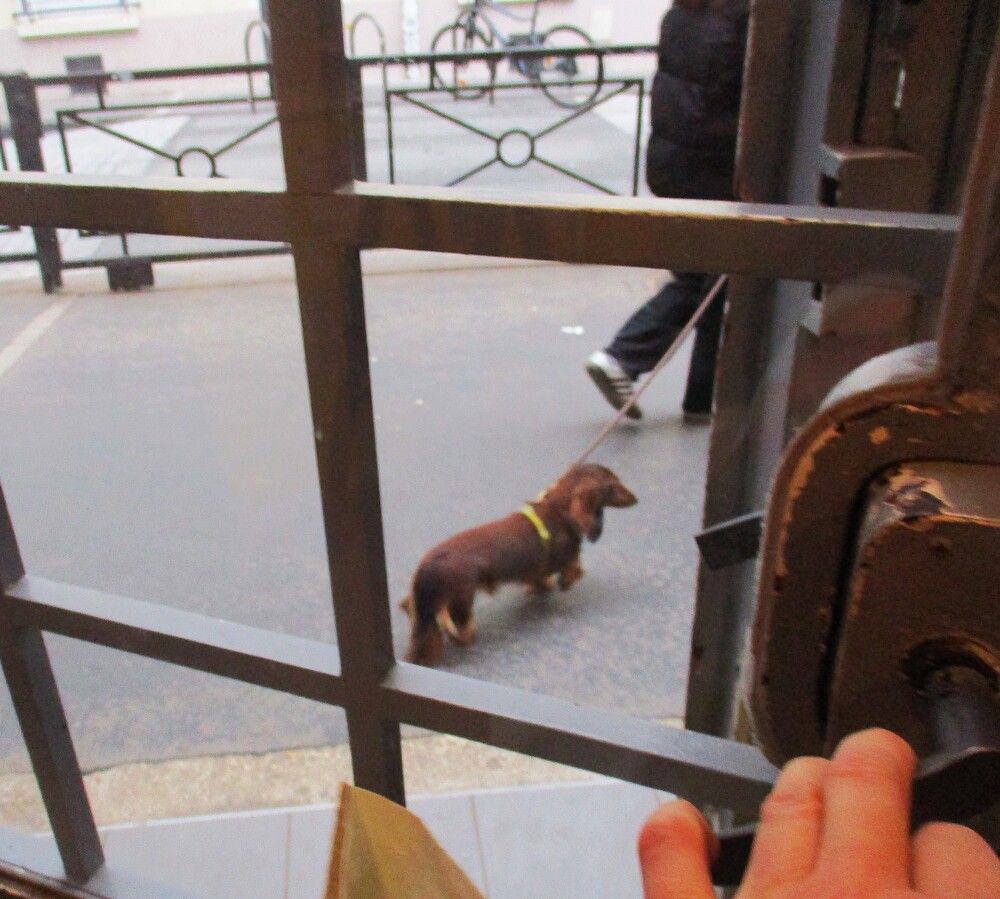 Собаки и люди.