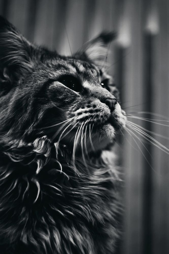 Царевич и Helios 44