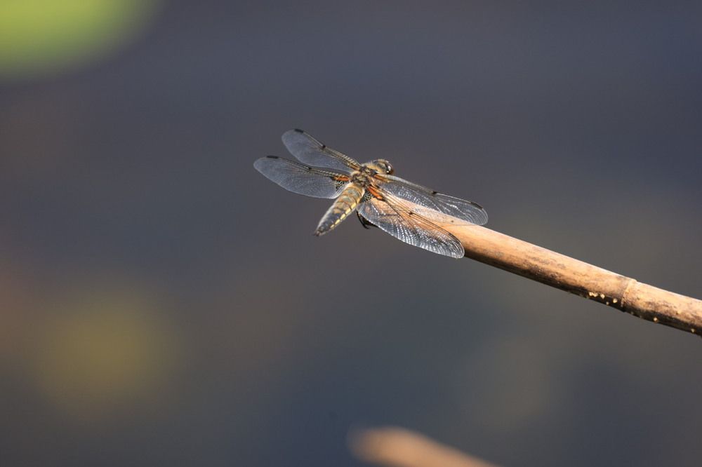 Photograph by Одаренко Ольга