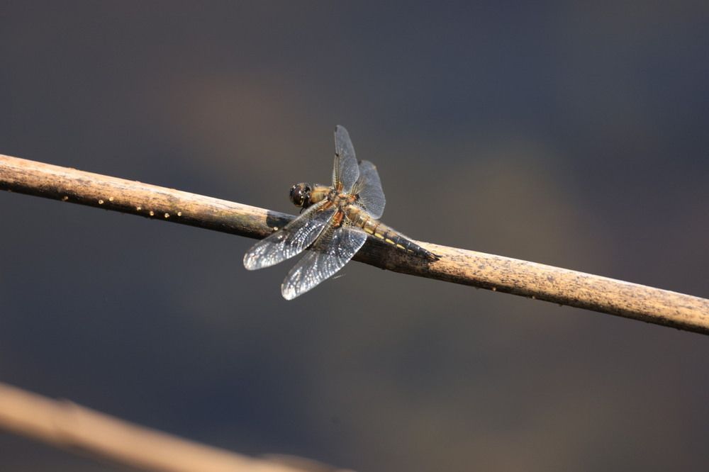 Photograph by Одаренко Ольга