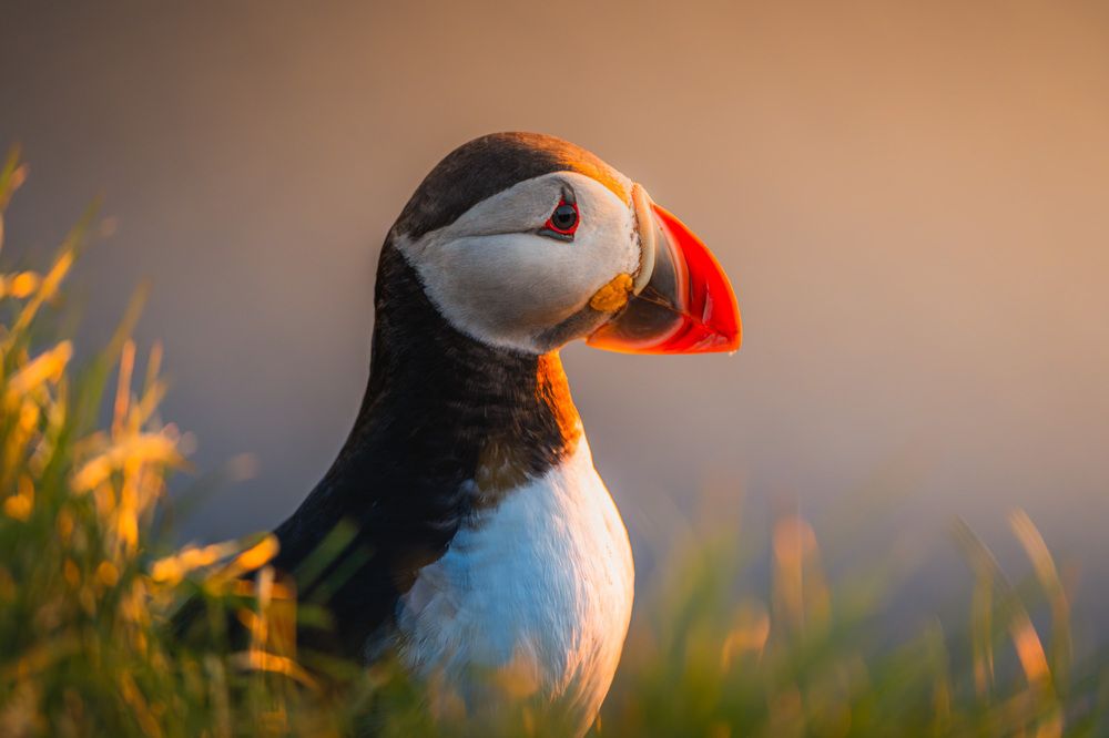 Golden Glow of the Atlantic