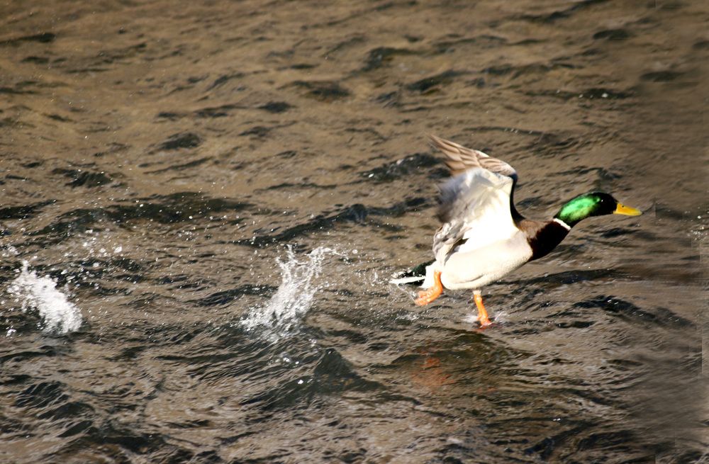 Бегущий по волнам