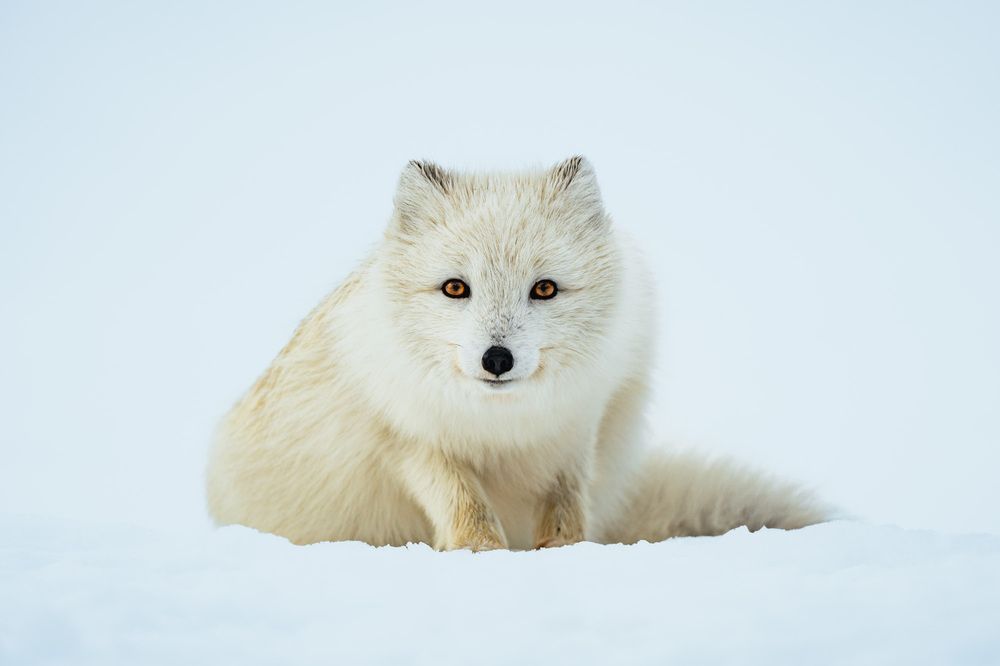 Eyes Of The Tundra