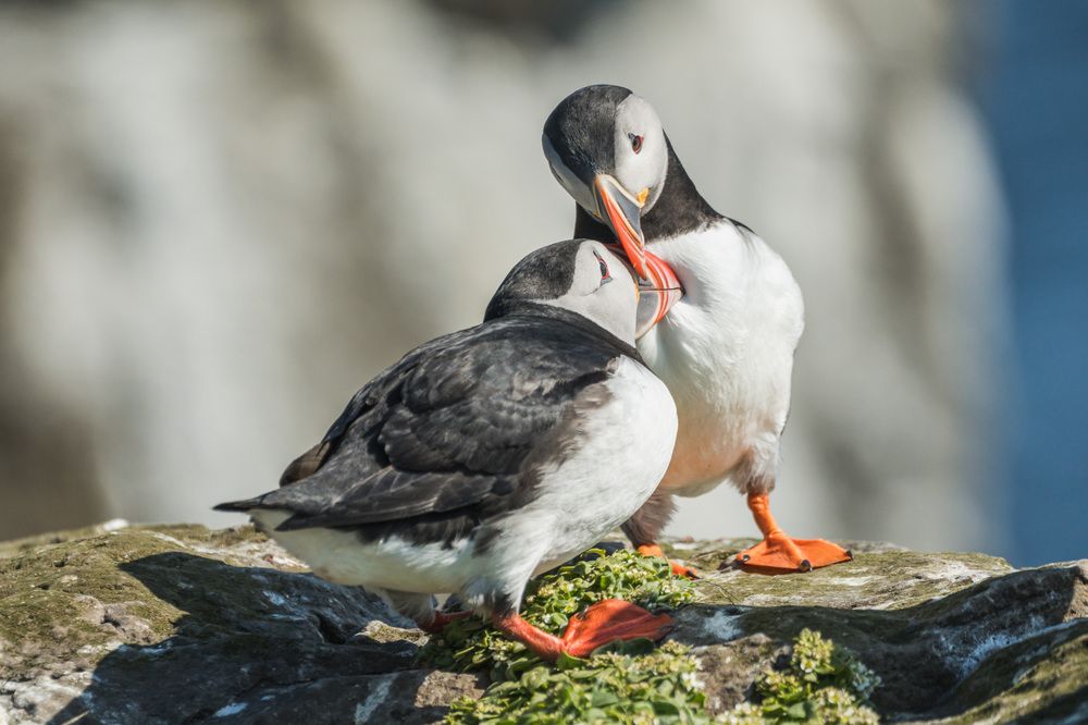 A Tender Moment on Grimsey Island