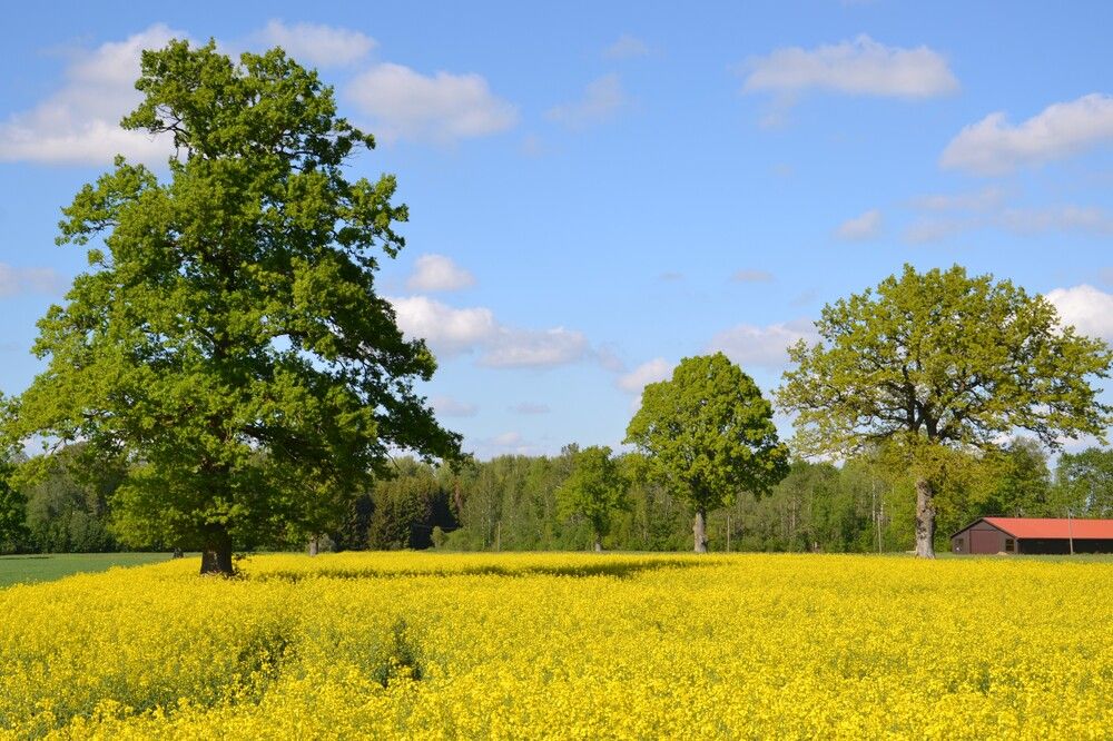 Photograph by Rita Būgienė