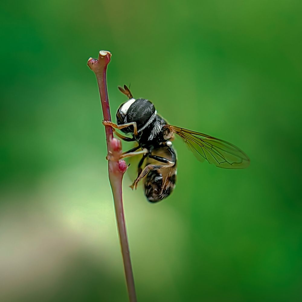 Photograph by Milinda Ashan Rajapaksha