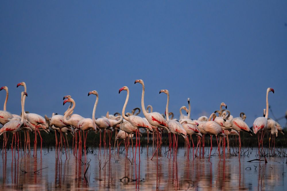 Фотография автора Hirak Mitra