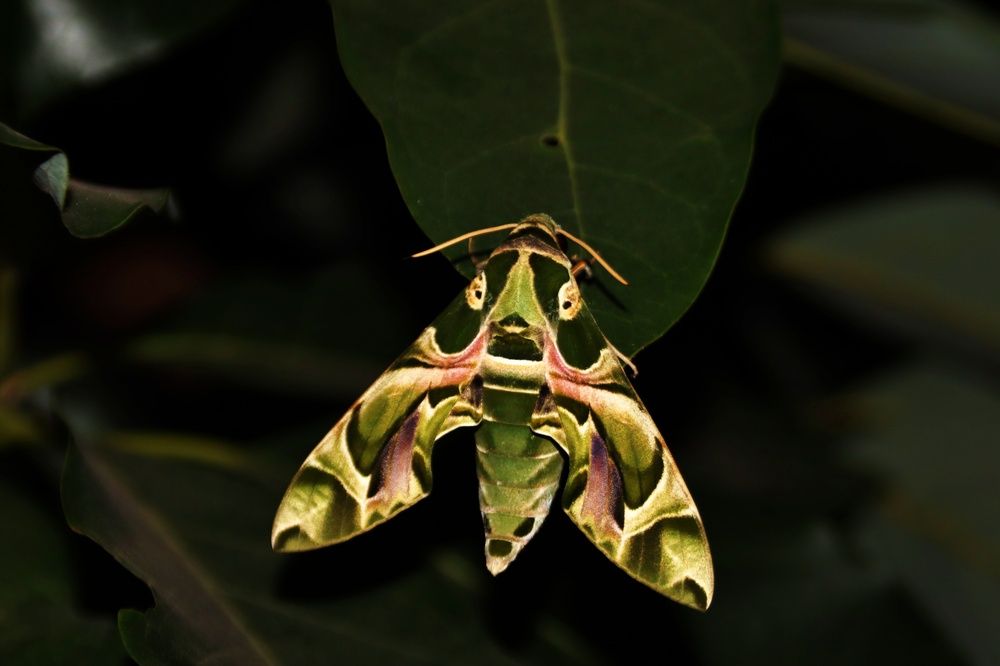 Photograph by Donka Vladimirova